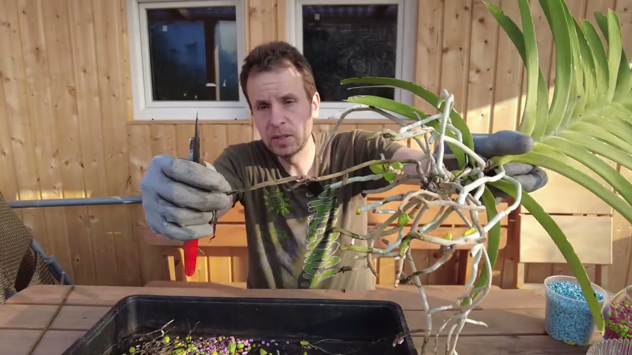 Come mantenere sane le tue orchidee Vanda, controllo delle radici