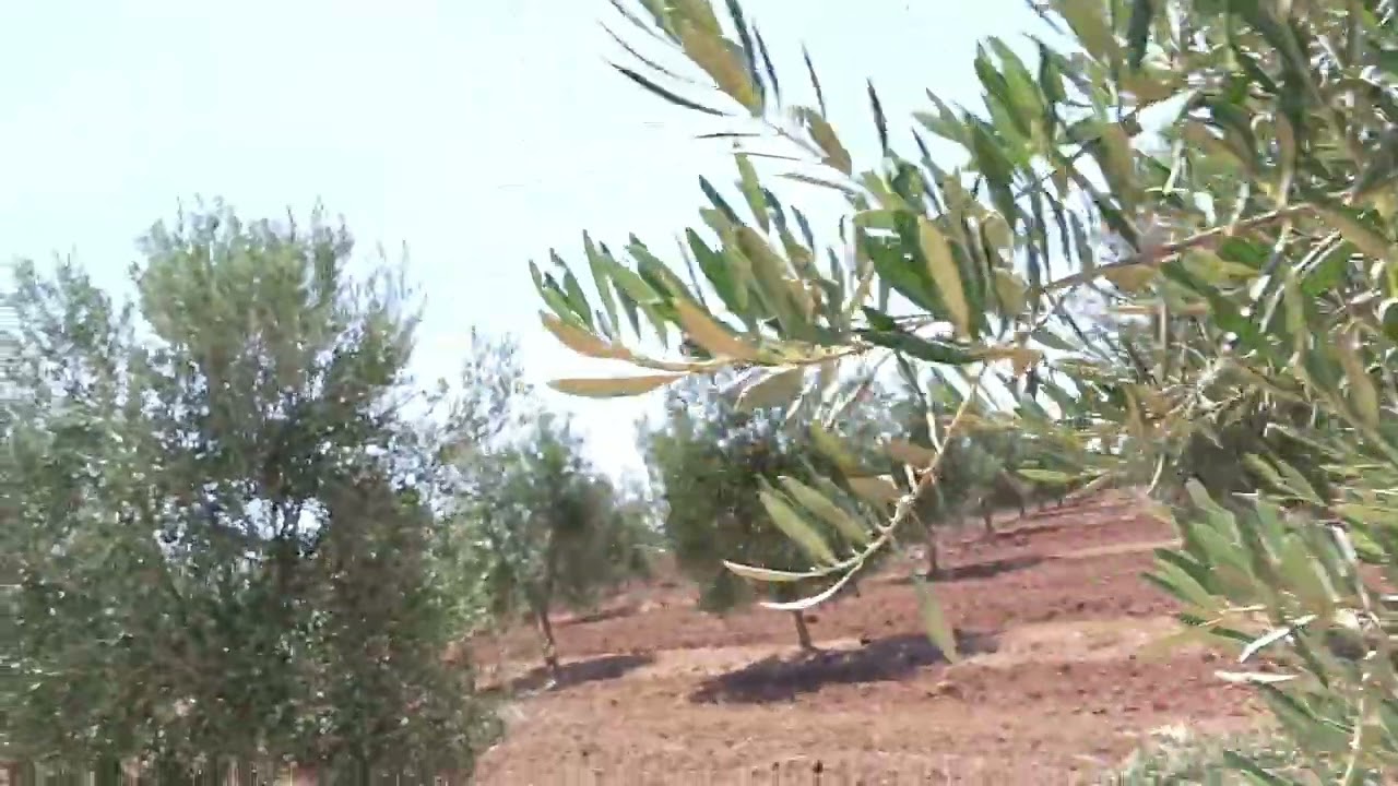 Manejo del olivar. Olivar joven picual de riego sin limitaciones en Badajoz.