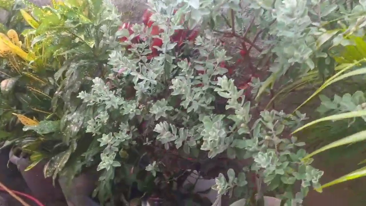 Tour pelas as minhas plantinhas ( Parte 2 )#plantas 