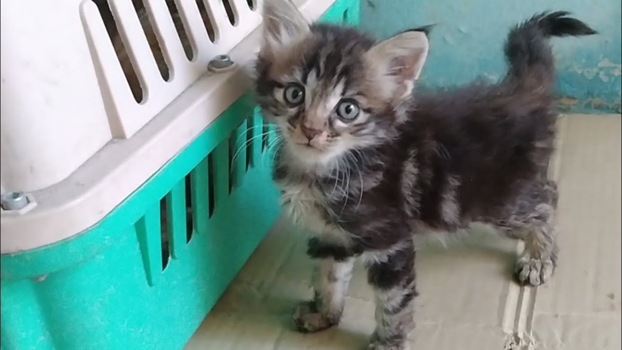 Mother Cat Has Adopted Orphan Kitten Now Kitten Is Beating Her Kittens