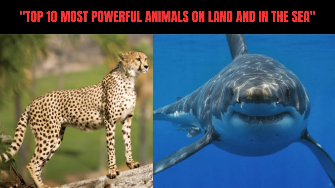 Top 10 Most Powerful predators on Land and in the Sea