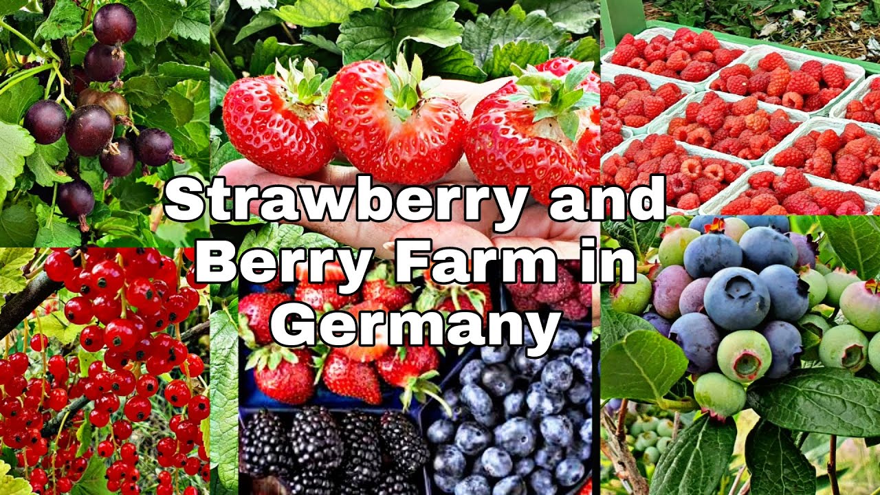 Strawberry and Barry Farm in Germany | Visiting a Strawberry Farm