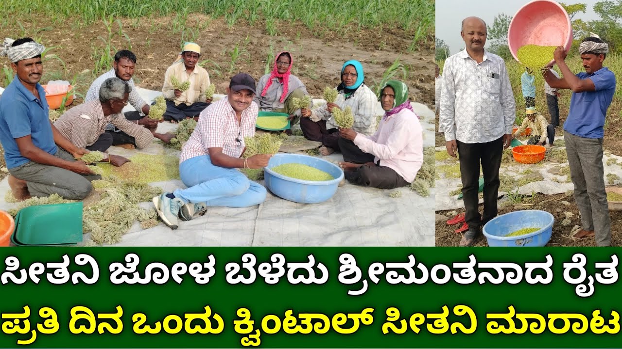 ಸೀತನಿ ಜೋಳ ಬೆಳೆದು ಶ್ರೀಮಂತನಾದ ರೈತ | green tender sorghum | hurda jowar | sorghum millet in kannada