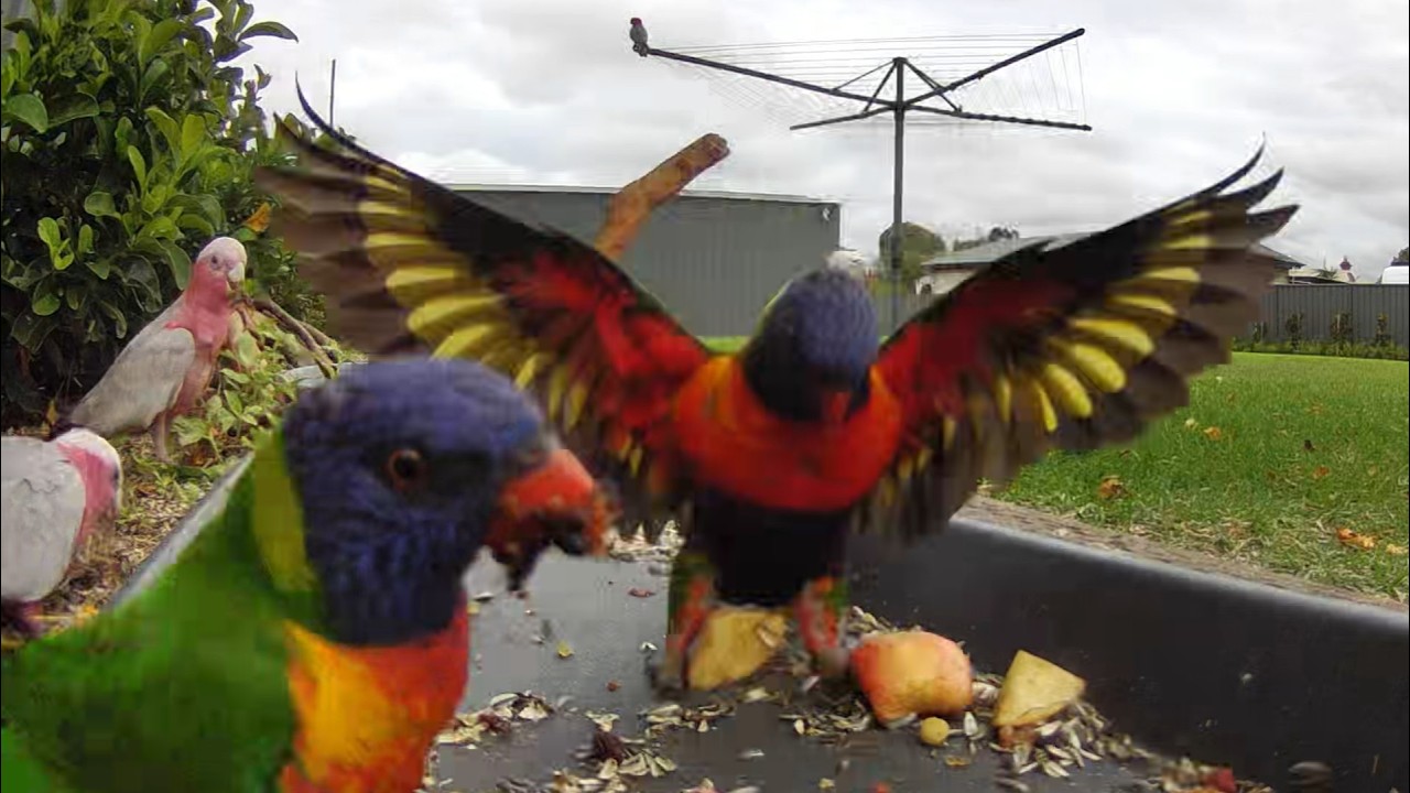 crazy lorikeets and galahs | feeding | fighting | Australian Bird Feeder cam | 3/3/26 | cat tv |