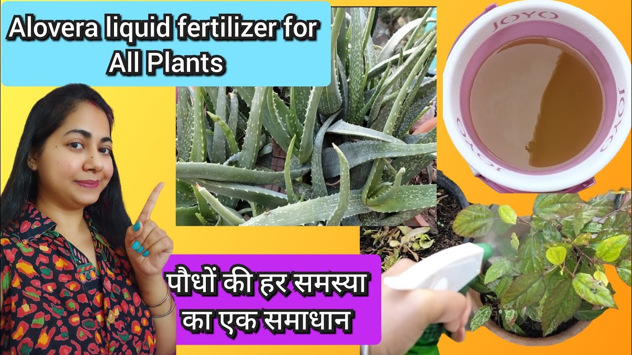 Magical Alovera liquid fertilizer for all plants,पौधों में इस खाद के जादूई फायदे,Organic fertilizer