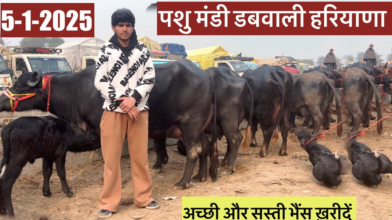 5-1-2025 पशु मंडी डबवाली भैंस के ताज़ा मोल भाव (फोन 9992353110  #manishdhendwal
