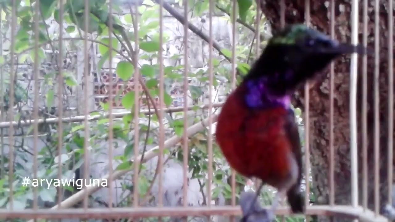 Melatih MENTAL Kacer FIGHTER dengan Kicau KONIN INI, Suara KONIN yang tanpa jedah
