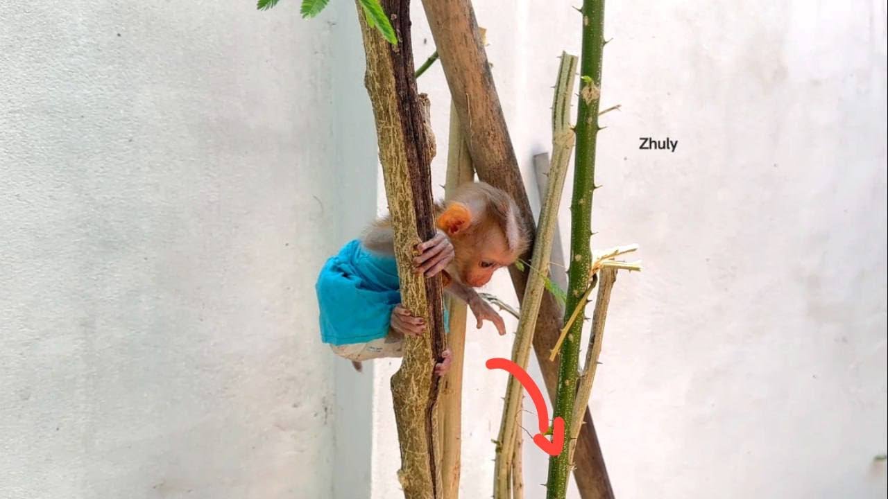 Monkey Zhuly Wo0rii After She Stay At Hight Treee