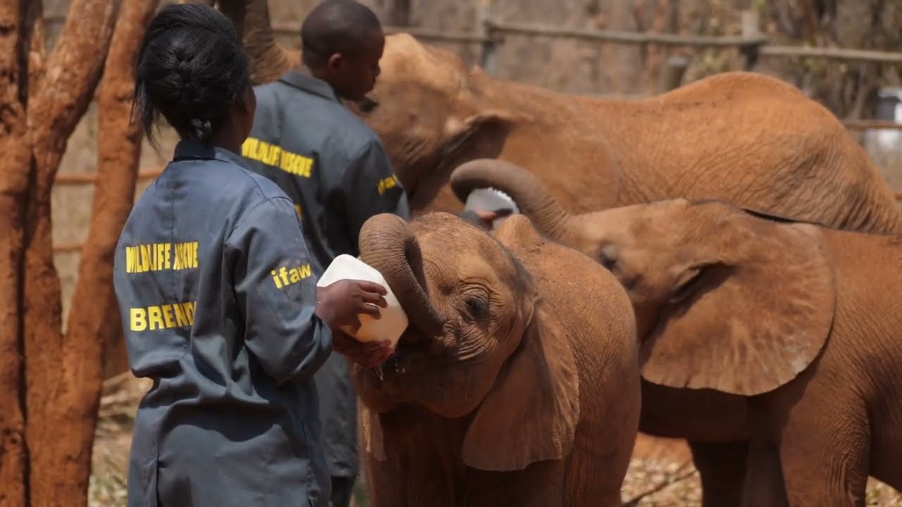 Adopt an Elephant with GRI