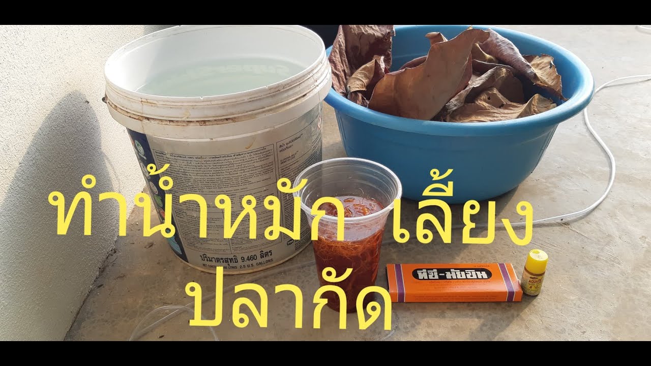 ทำน้ำหมักปลากัด ก่อหวอดเยอะมาก ๆ