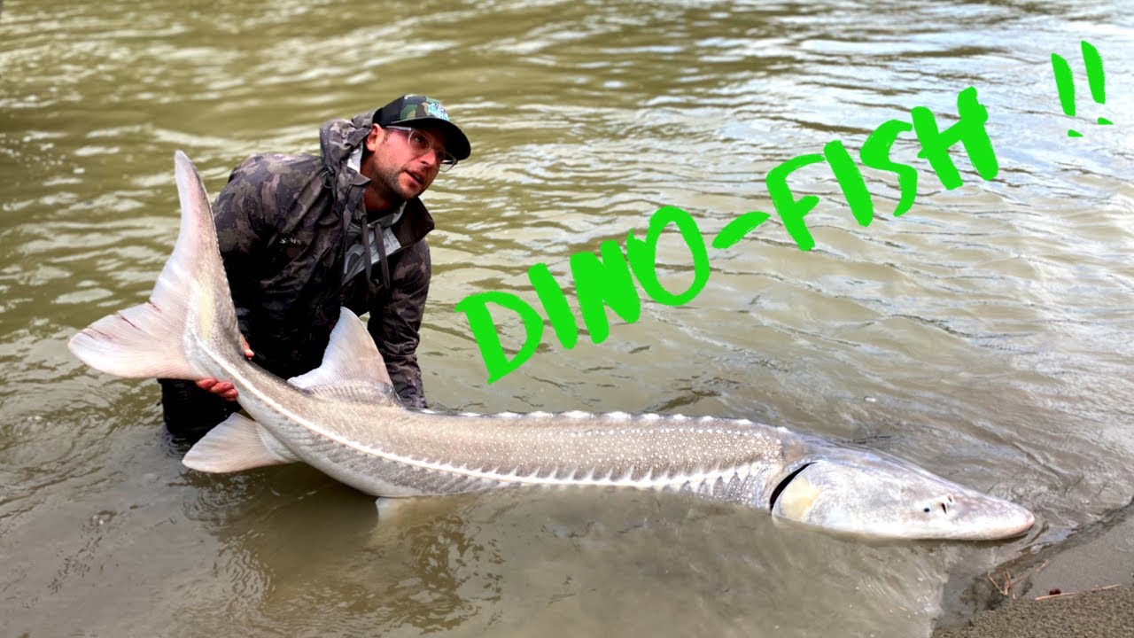 RIVER MONSTERS ARE REAL!!!! ------Non-stop Leaping Sturgeon!!