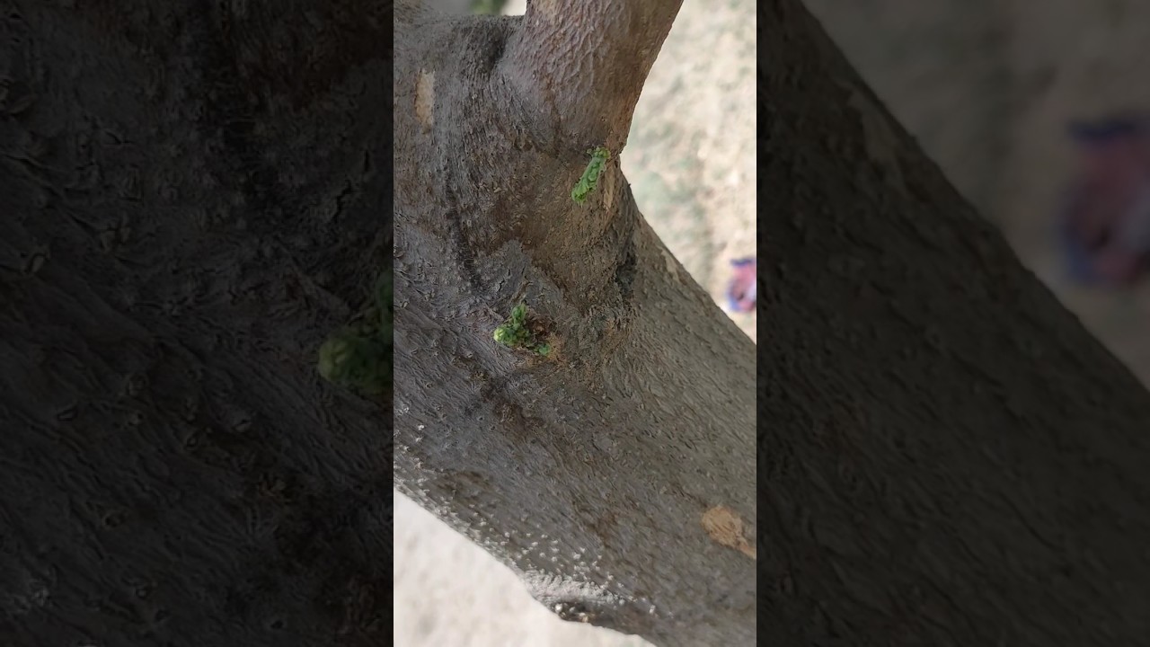 Growing Bud of old tree in village #budding #growingplants #villagetale