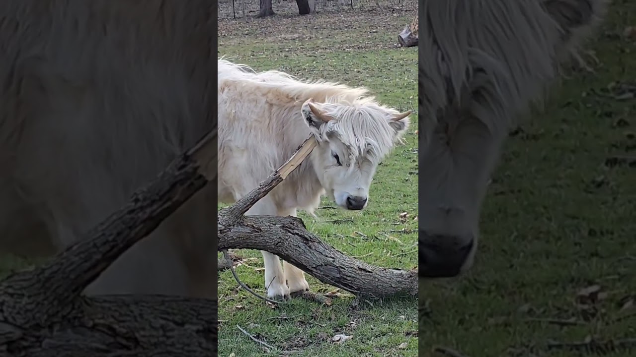 Highland cow itches feel good #highland #highlandcow #minicow #cow #farmanimals #farmlife #pets