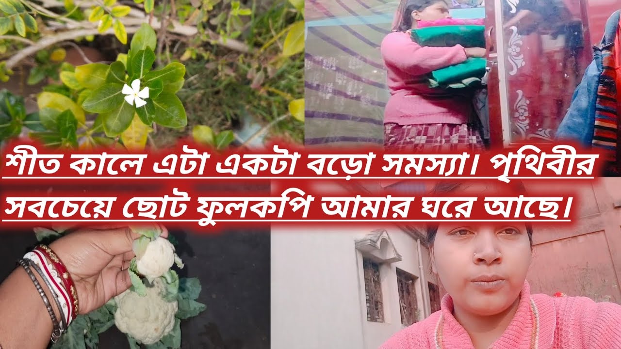 শীত কালে এটা একটা বড়ো সমস্যা। পৃথিবীর সবচেয়ে ছোট ফুলকপি আমার ঘরে আছে।