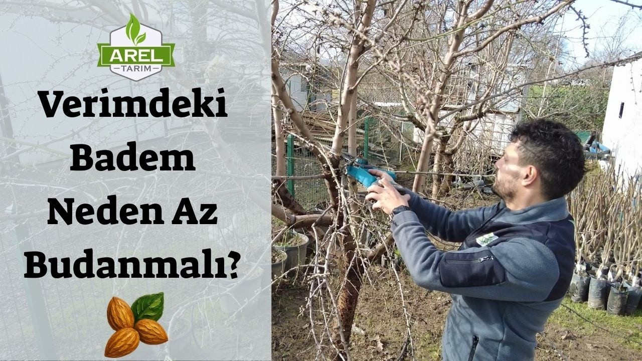 Bademde 5. Yaş Budaması Nasıl Olur
