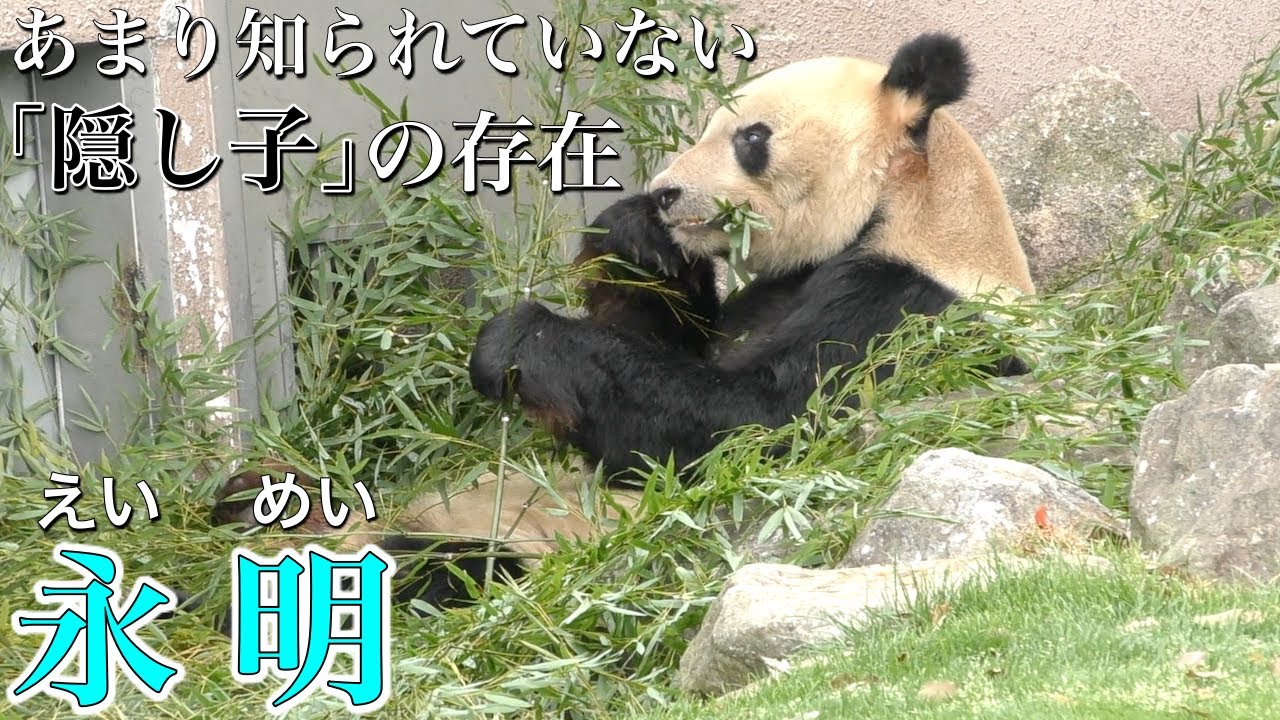 【永明】世界最高齢の自然交配の記録を持つ日本のジャイアントパンダ〜実は自然交配以外での子パンダが存在〜【アドベンチャーワールドのパンダ】