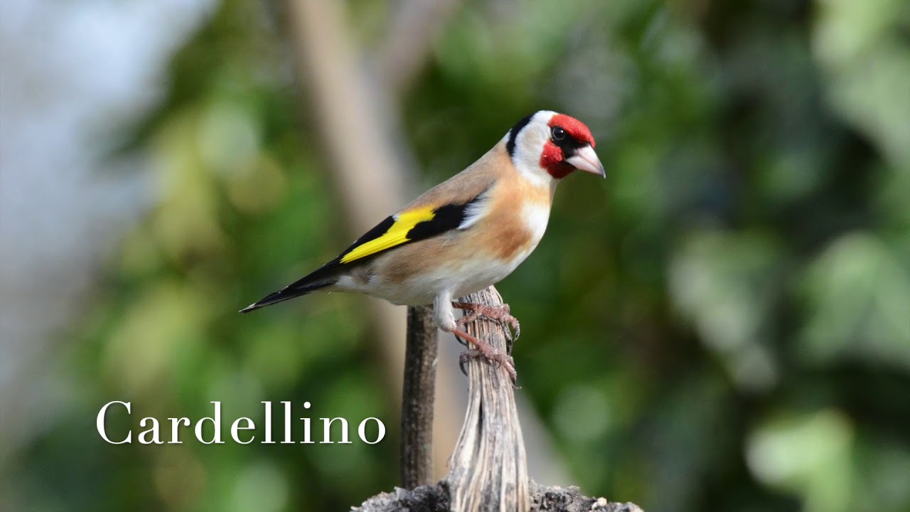 Il canto e gli uccelli nei giardini della Bassa Modenese