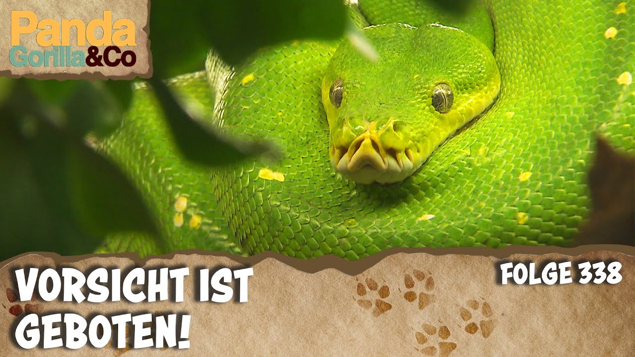 Besuch im Reptilienhaus und für Katzenhaie geht es zurück ins große Aquarium | Panda, Gorilla & Co.