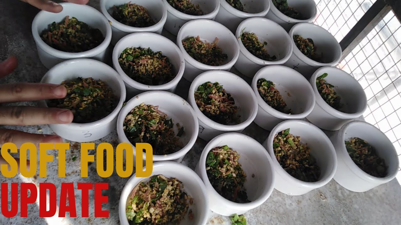 Soft food Update | Breeding season soft food | Best soft food for Lovebirds | special mix food
