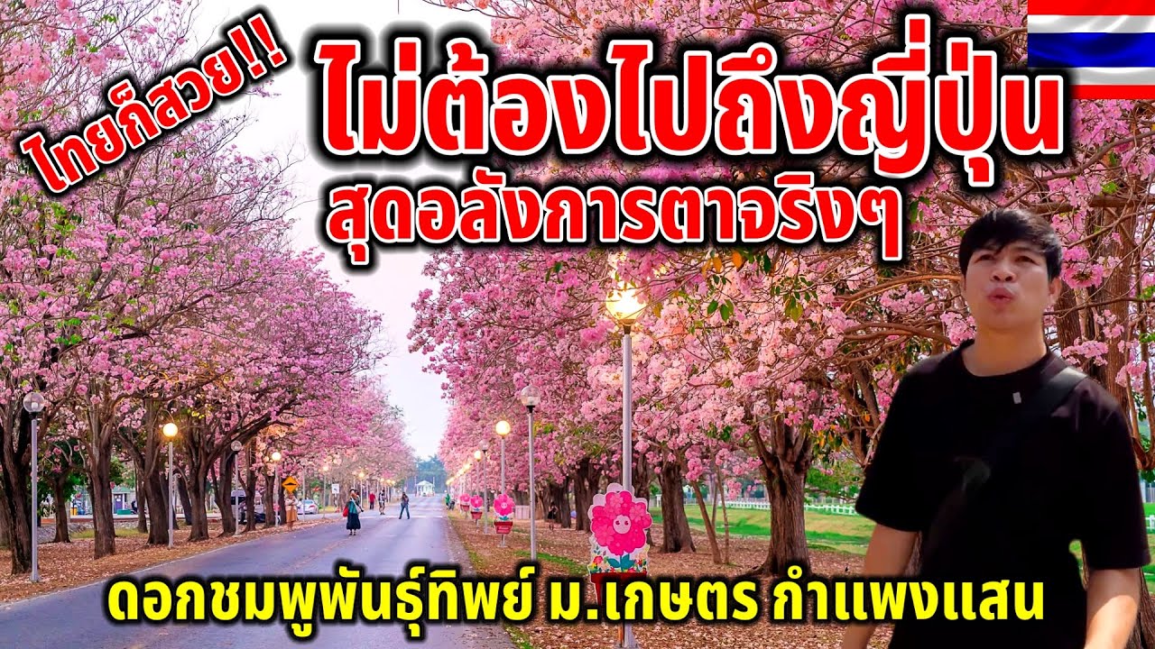 น่าทึ่งจริงๆ!ดอกชมพูพันธุ์ทิพย์เต็มไปหมด ￼สุดมหัศจรรย์ไทยแลนด์ ถนนสีชมพูยาวเป็นกิโลหนึ่งเดียวในไทย ￼