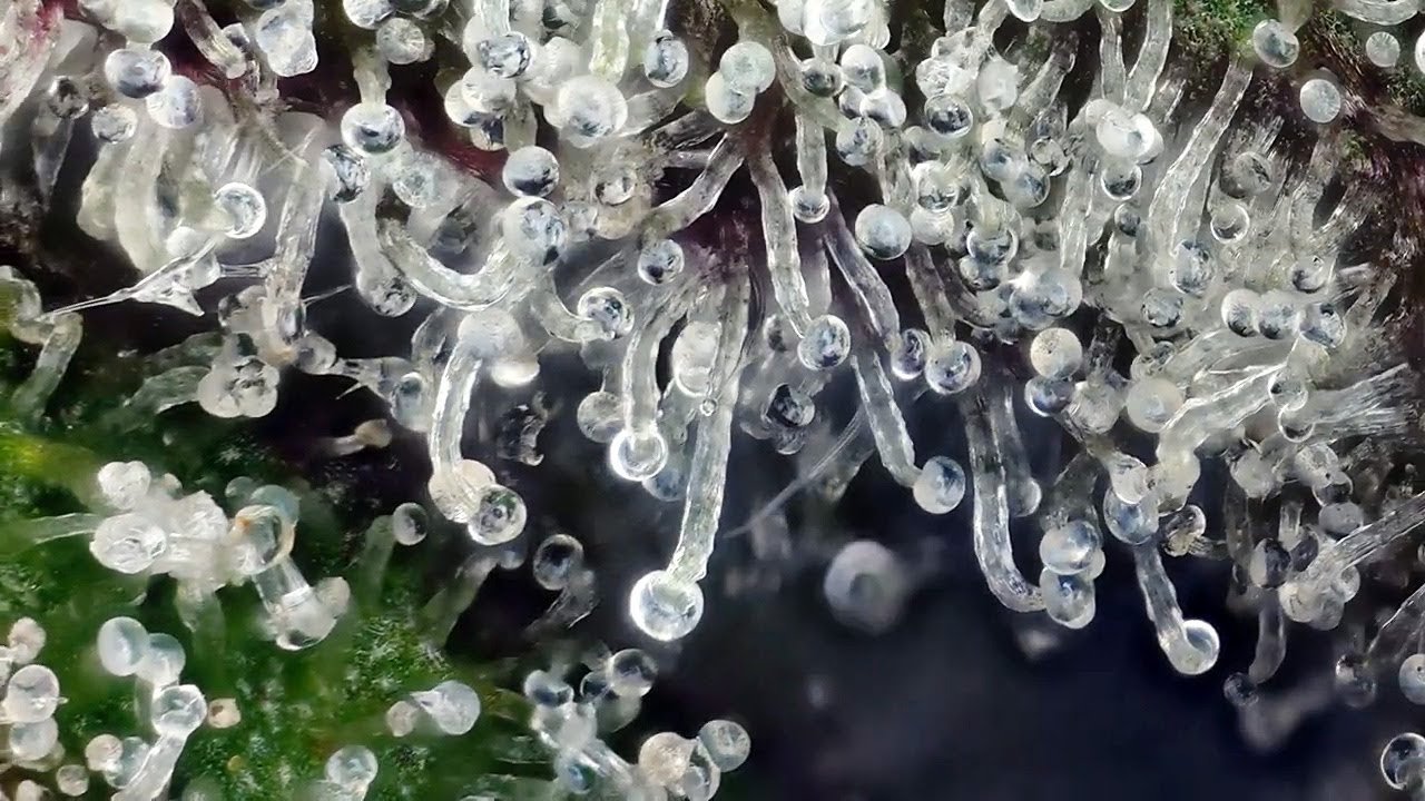 Cannabis Sativa Flower Up Close!