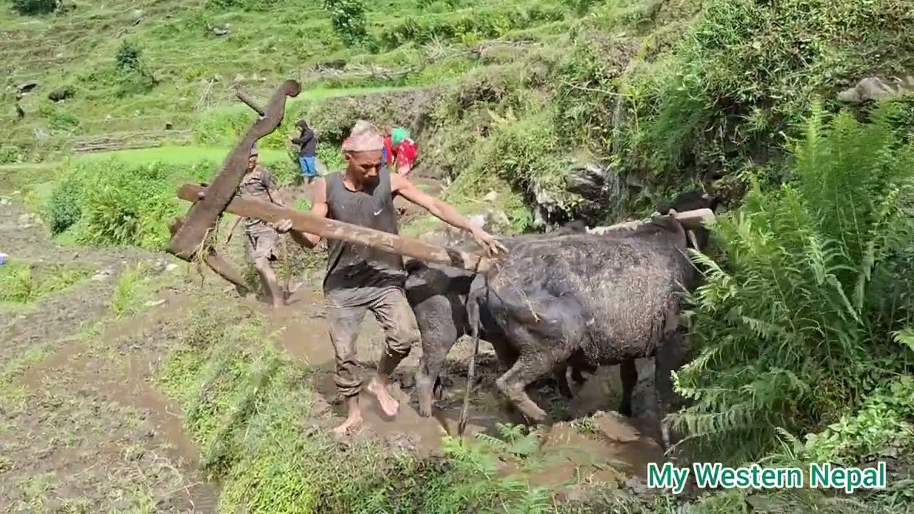 People plow the field, add water to make mud, and plant rice.