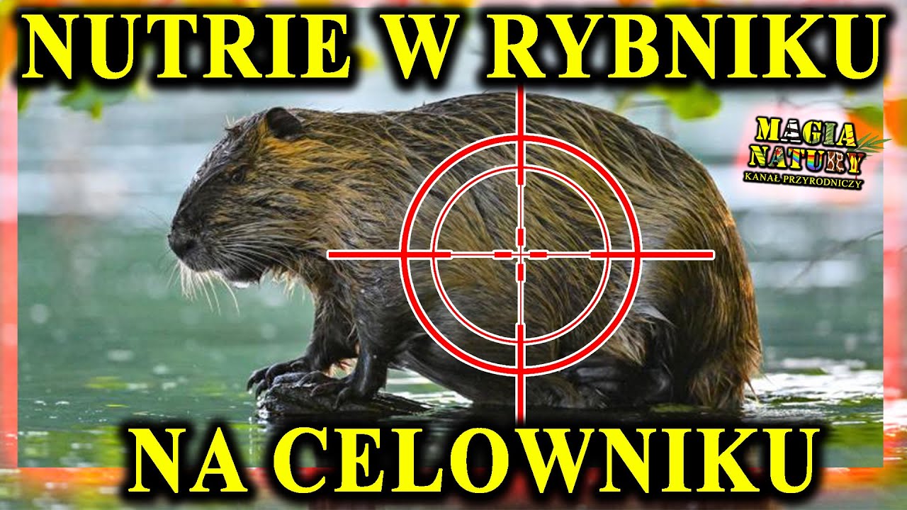 Inwazja NUTRII na Polskie Miasta - Trwa Eksterminacja w Rybniku