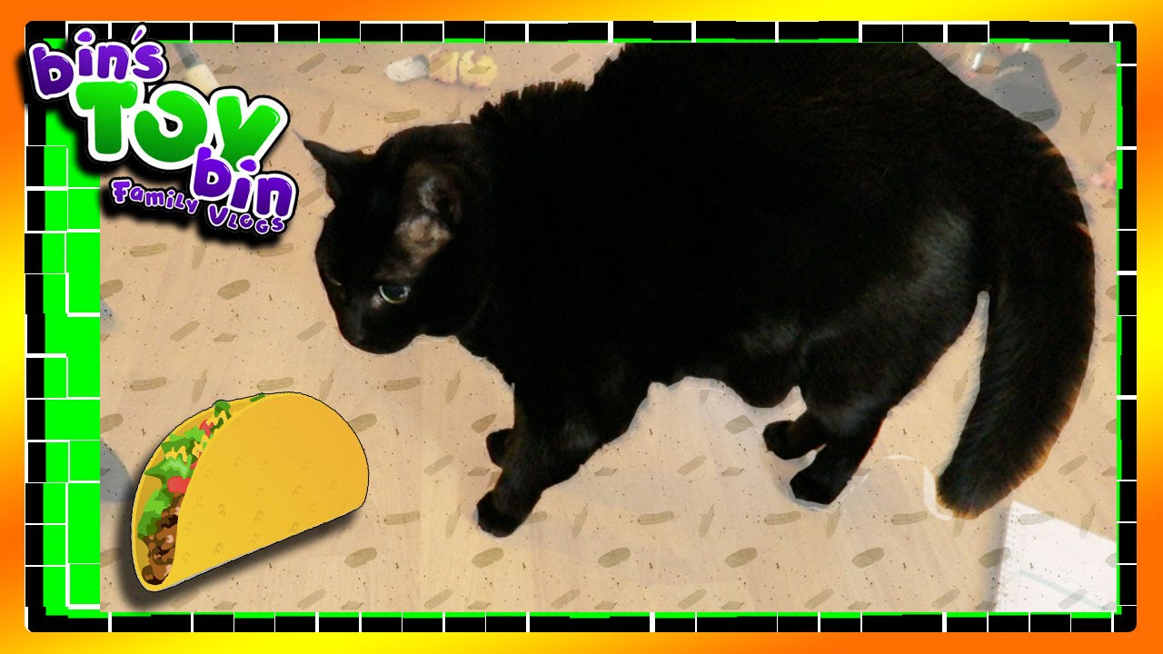 Mystery Tacos & Scaredy Cat!!! 2.2.2016 | Bins Toy Bin Daily Vlogs!