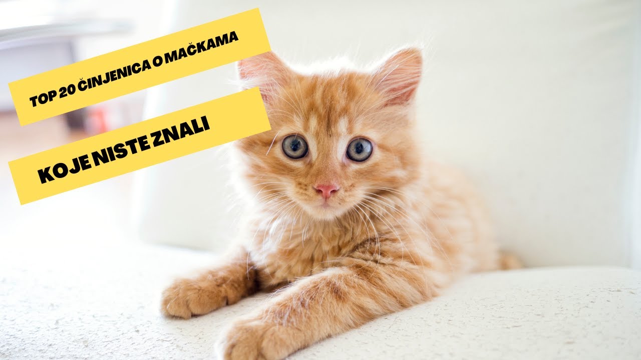 Top 20 činjenica o mačkama koje niste znali