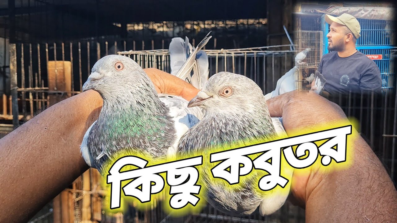 ভালো কোয়ালিটির কিছু কবুতর দেখাবো - ( 01640730279 )