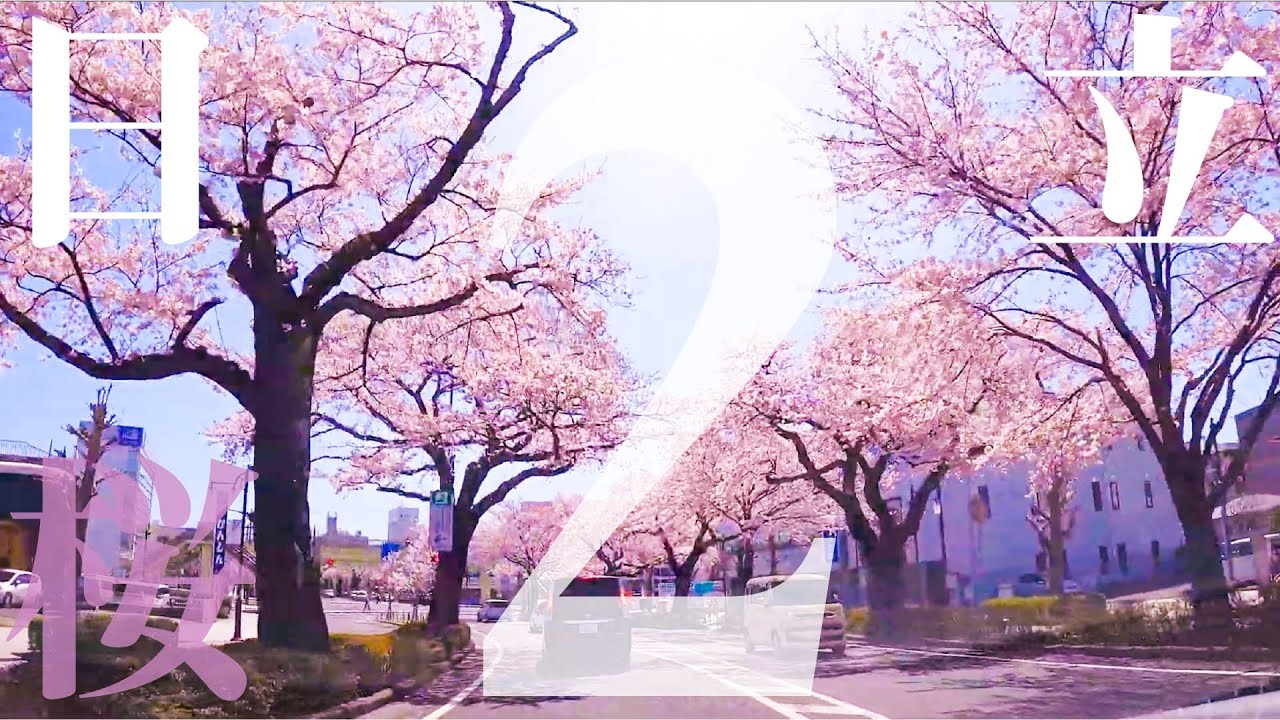 【車載動画】日立 桜満開 神峰公園~桐木田市民広場~平和通り 4K 2021