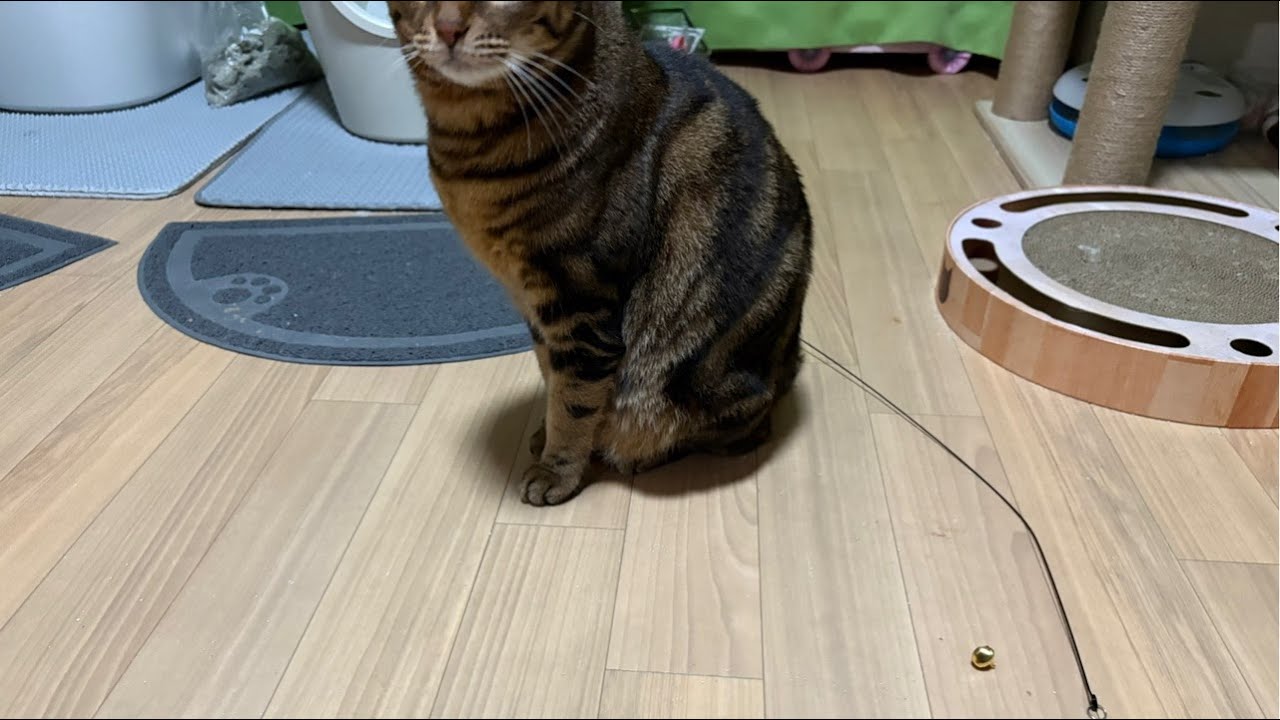 うちの娘🐈はやはり破壊神でした🤣〜生ねこの休日〜