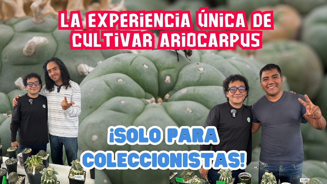 Consejos, experiencias y ejemplares únicos de Ariocarpus | Entrevista con grandes productores