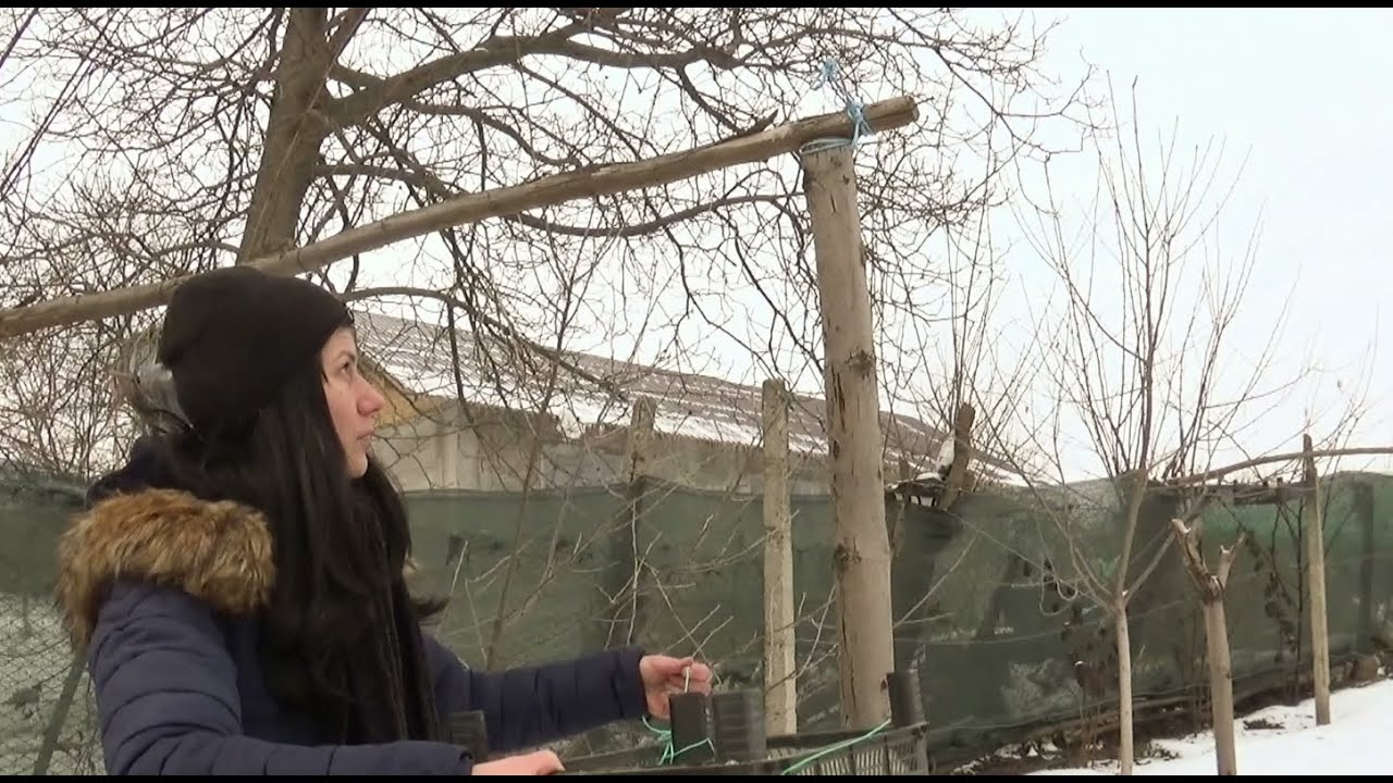 Hrănitoare pentru pițigoi și alte păsări