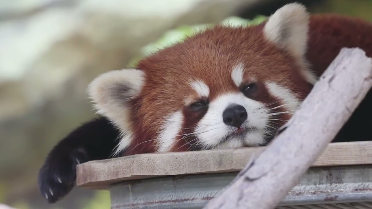 Relax with Cute Red Panda Daily Life💕🐾💤#cute #redpanda #relaxingvideo #animalsvideo #animallife