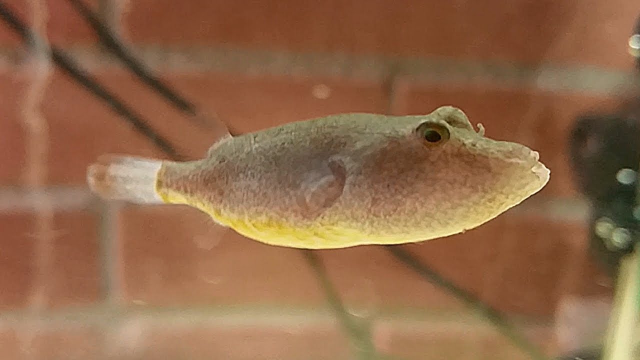 El pez globo del Congo (Tetraodon miurus) Ficha Técnica