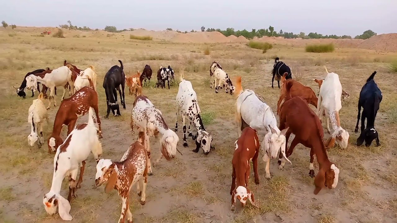 Goats Grazing in Field | Nature | Goat Video