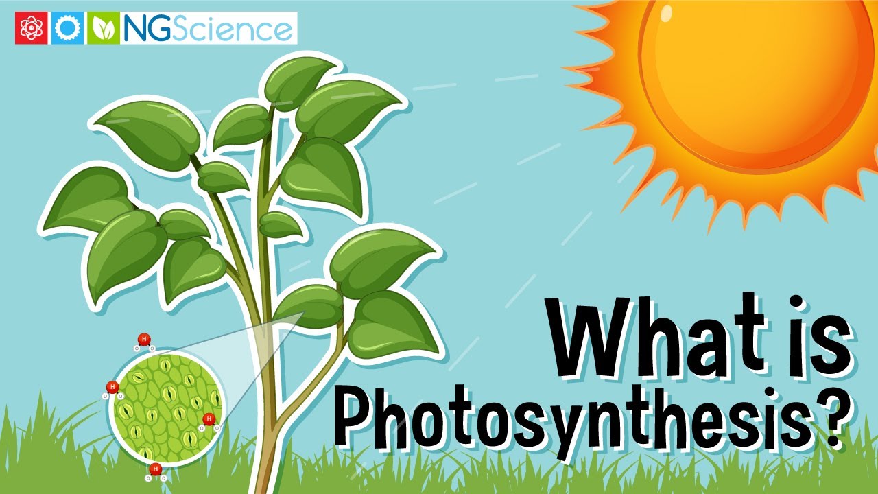 What is Photosynthesis?