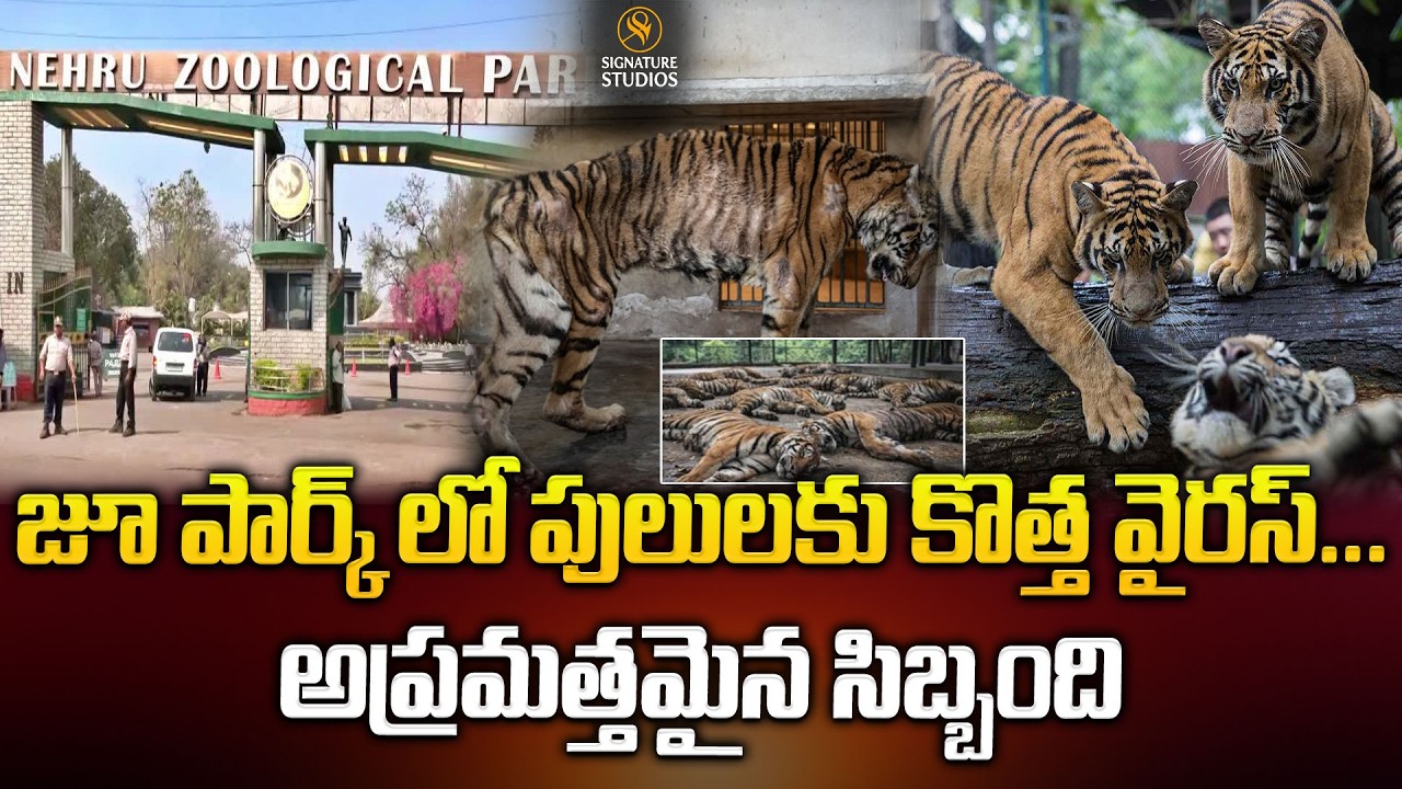 జూ పార్క్ లో పులులకు కొత్త వైరస్... అప్రమత్తమైన సిబ్బంది | Tigers at Zoo Park | @signaturestudiostv