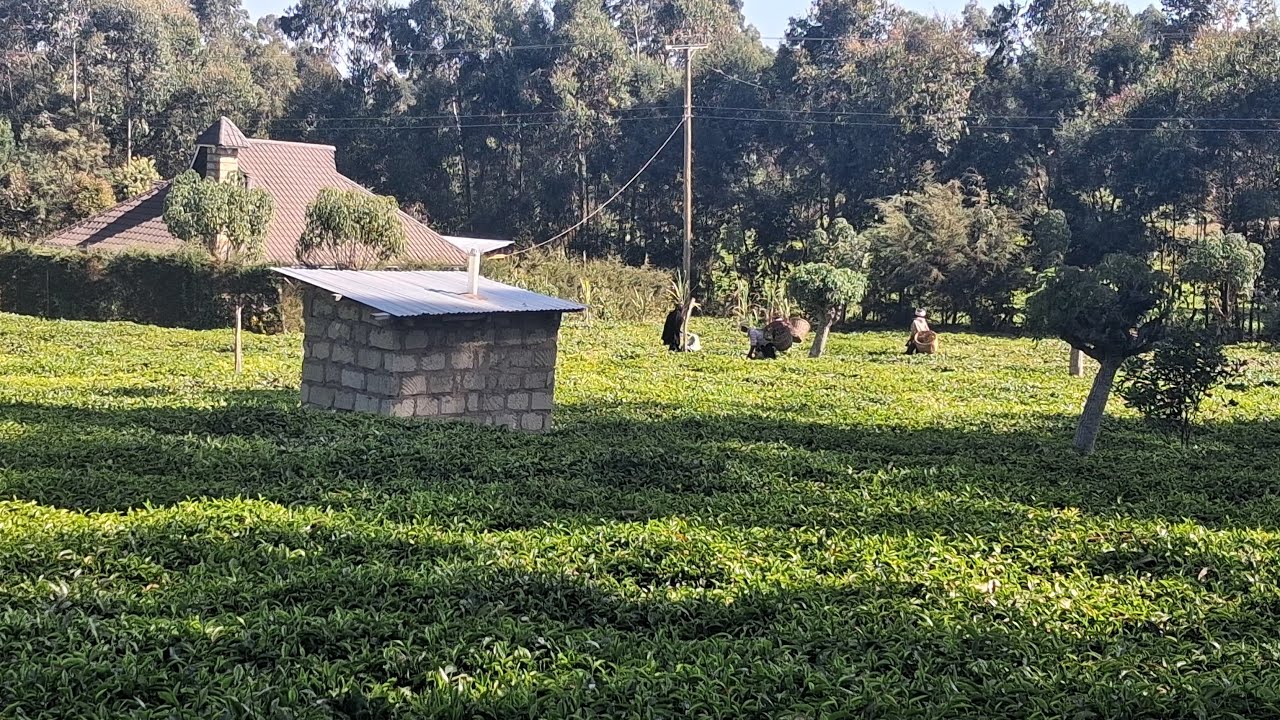 🛑 LIVE: Morning in the Village | Gate Installation & Tea Picking