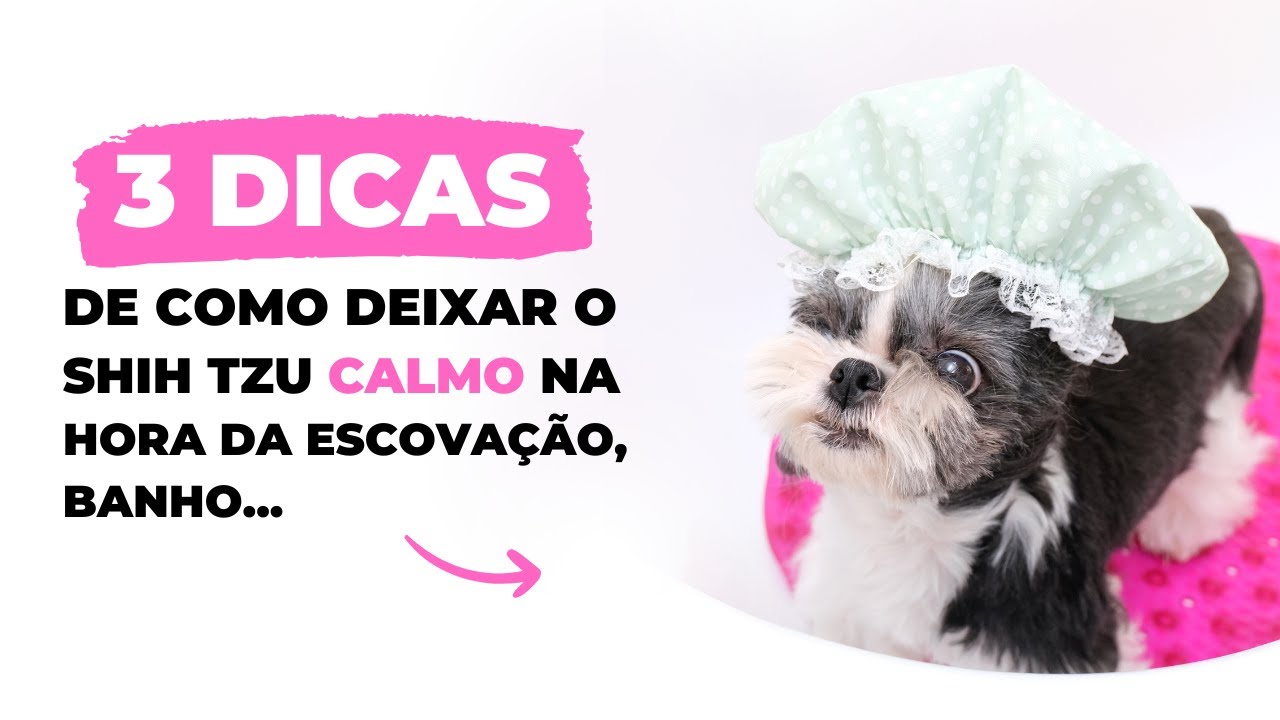 3 DICAS DE COMO DEIXAR SEU SHIH TZU CALMO NA HORA DOS PROCEDIMENTOS (banho, escova&ccedil;&atilde;o, tosa, etc.)