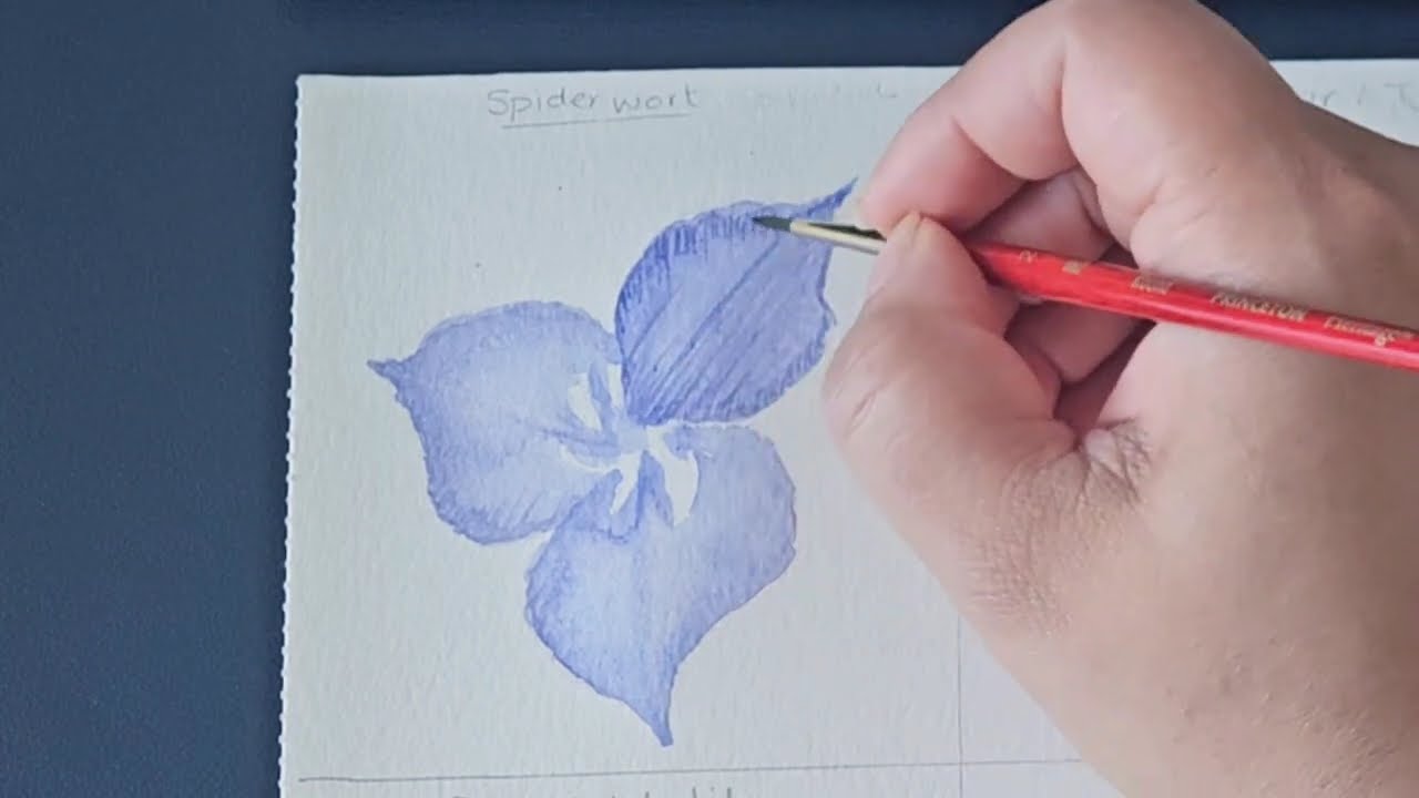 Watercolor Spiderwort-3-Petal Flower Series (Ep.2)