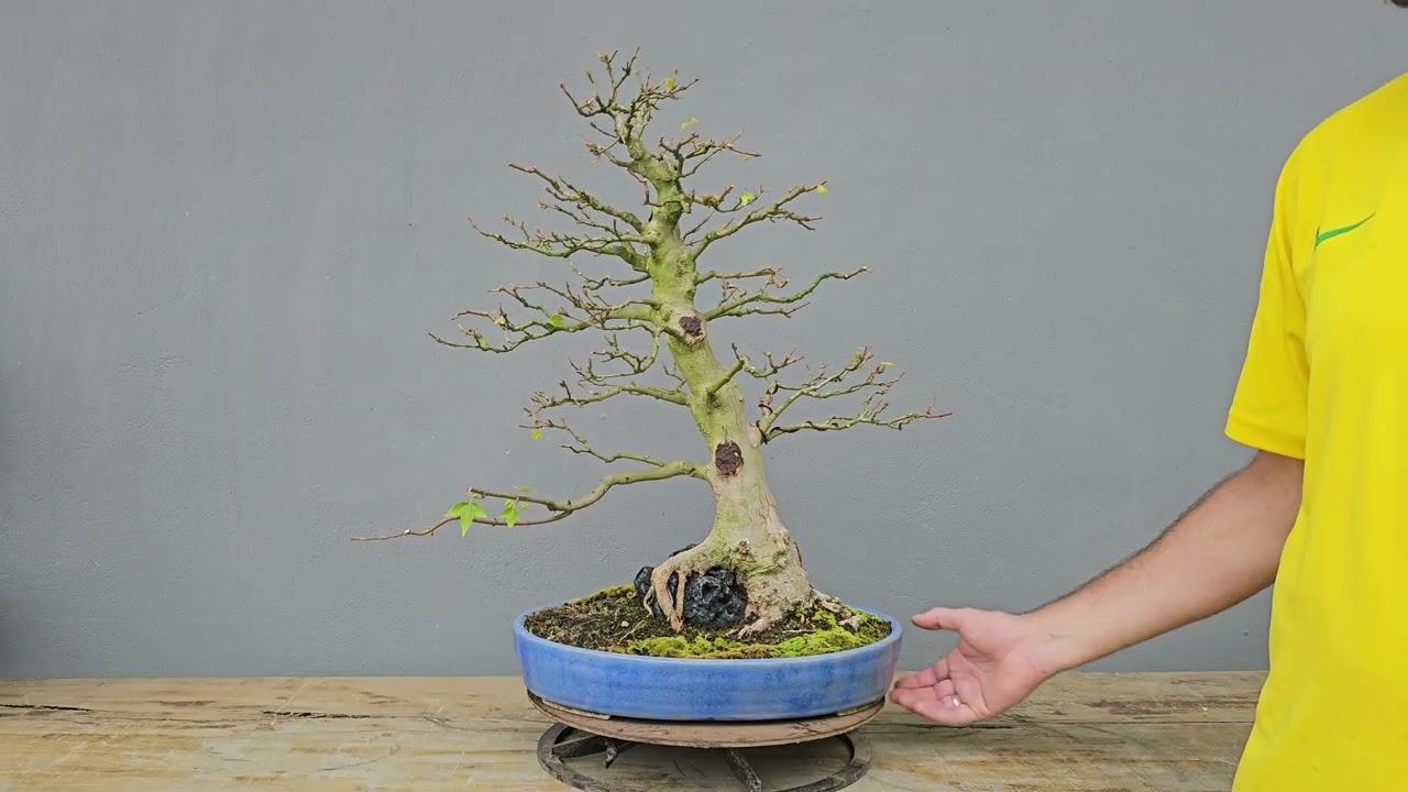 Bonsai Acer  Kaede Sobre Rocha 18 anos Masterpiece