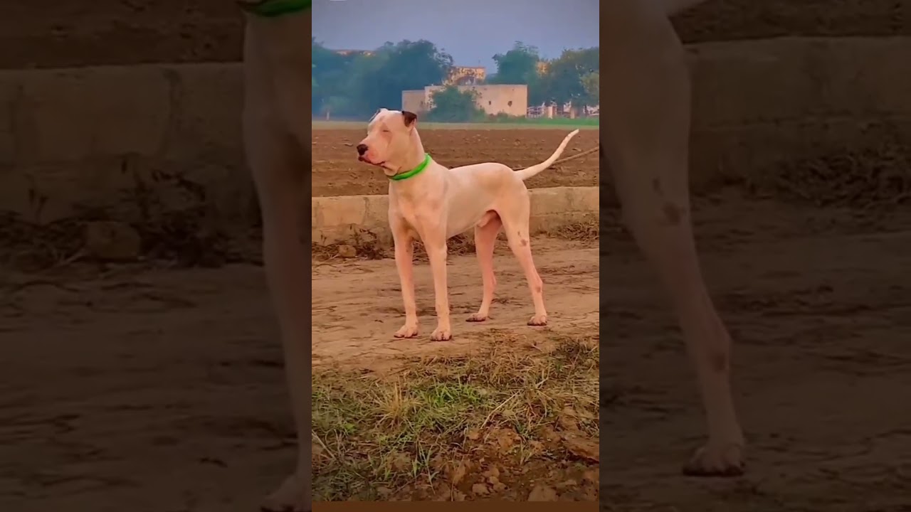 Takadera na ta ver rakhiaa modato  Pakistani bully dog subscribe Pitbull aa da shonke
