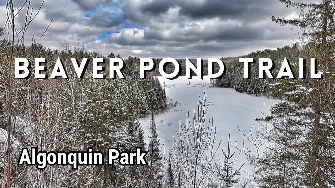 Beaver Pond Trail, Highway 60, Algonquin Park