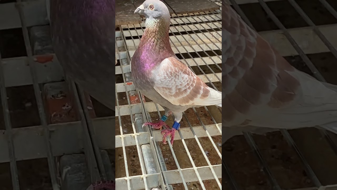 Belgium Racing pigeon 🔥🔥#2023 #kabutar #racingpigeons #pigeonhobby #bird #pigeonracing #kabootar