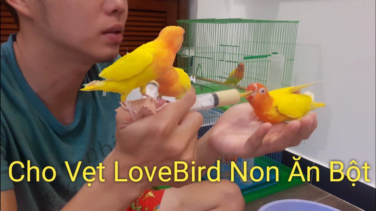 Cho Vẹt LoveBird Non Ăn Bột| Hữu Nghĩa #1 ( Let the lovebirds eat)