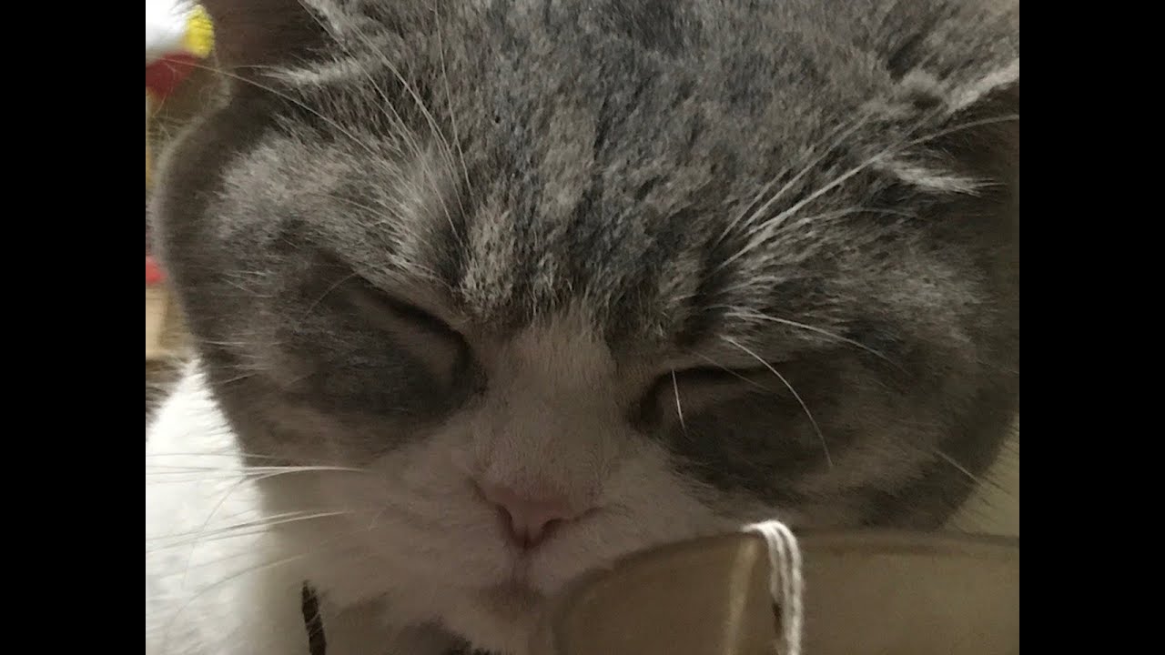 I captured how is my cat pooping 我紀錄了我的貓如何去大便