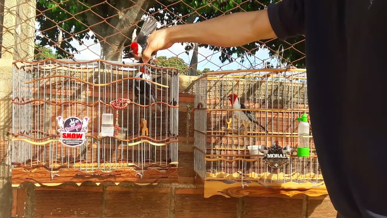 Galo show na pegada livre 