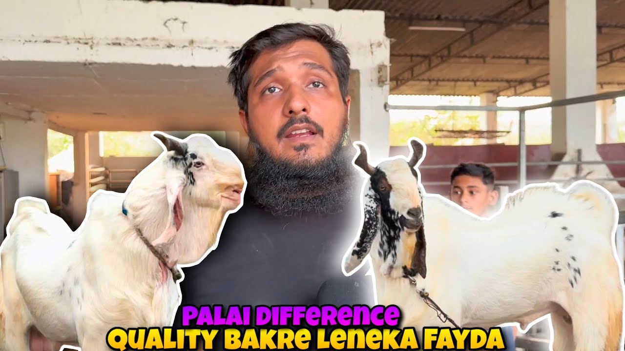 Palai DIFFERENCE Between Top Quality & Average Goats| The Goat Father Goat Farm Bhiwandi Padhga